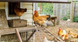 kury kurnik